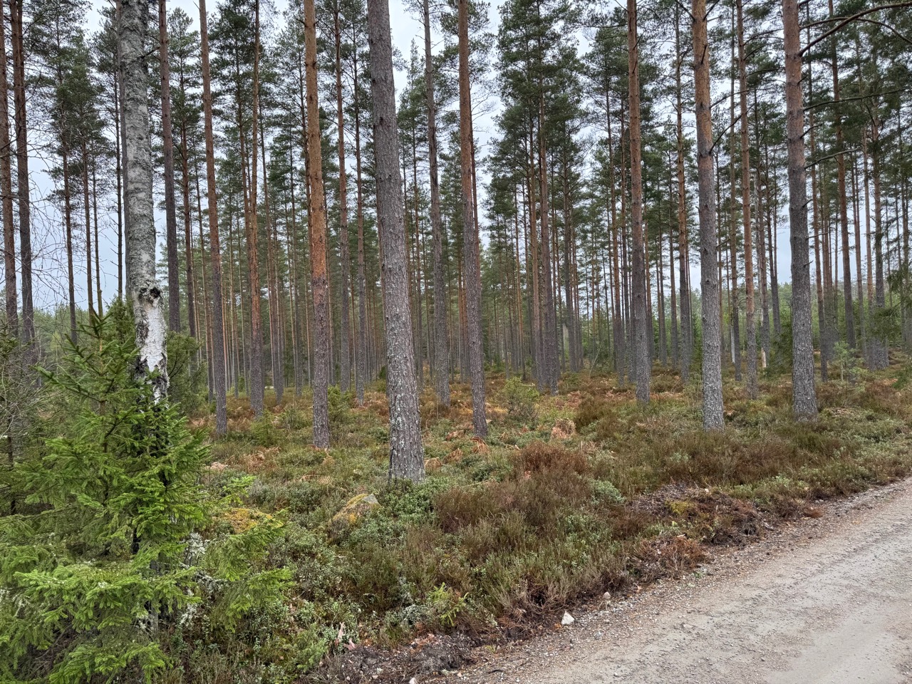 Pine forest at the Vackamo woodland property